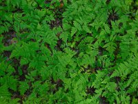 Gymnocarpium robertianum 3, Rechte driehoeksvaren, Saxifraga-Ed Stikvoort