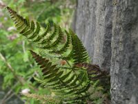 Gymnocarpium robertianum 4, Rechte driehoeksvaren, Saxifraga-Rutger Barendse