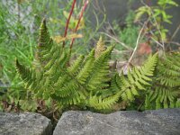 Gymnocarpium robertianum 5, Rechte driehoeksvaren, Saxifraga-Rutger Barendse