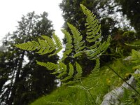 Gymnocarpium robertianum 6, Rechte driehoeksvaren, Saxifraga-Ed Stikvoort