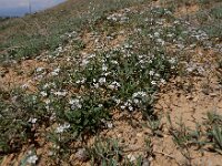 Gypsophila heteropoda 3, Saxifraga-Ed Stikvoort : Jerevan - Areni - Noravank s9900