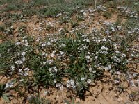 Gypsophila heteropoda 4, Saxifraga-Ed Stikvoort : Jerevan - Areni - Noravank s9900