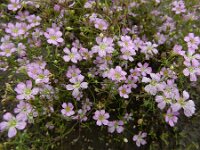 Gypsophila muralis 3, Gipskruid, Saxifraga-Ed Stikvoort : s9900