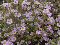 Gypsophila muralis 7, Gipskruid, Saxifraga-Ed Stikvoort : A900