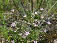 Gypsophila muralis 8, Gipskruid, Saxifraga-Rutger Barendse