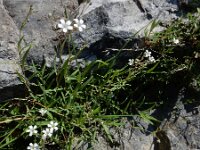 Gypsophila repens 10, Saxifraga-Ed Stikvoort
