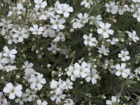 Gypsophila repens 5, Saxifraga-Jan van der Straaten