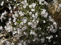 Gypsophila repens 6, Saxifraga-Jan van der Straaten
