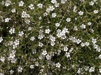 Gypsophila repens 7, Saxifraga-Jan van der Straaten