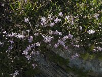 Gypsophila repens 8, Saxifraga-Willem van Kruijsbergen