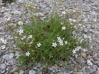 Gypsophila repens 9, Saxifraga-Ed Stikvoort