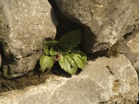 Haberlea rhodopensis 2, Saxifraga-Willem van Kruijsbergen