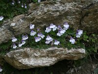 Haberlea rhodopensis 7, Saxifraga-Dirk Hilbers
