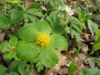 Hacquetia epipactis 4, Saxifraga-Jasenka Topic
