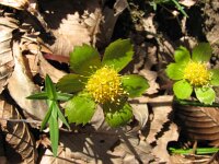 Hacquetia epipactis 5, Saxifraga-Jasenka Topic