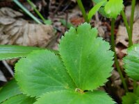Hacquetia epipactis 7, Saxifraga-Rutger Barendse