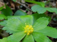 Hacquetia epipactis 8, Saxifraga-Rutger Barendse