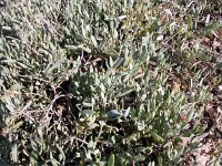 Halimione portulacoides 2, Gewone zoutmelde, Saxifraga-Iztok Skornik