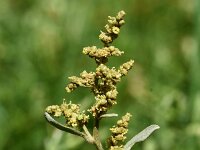 Halimione portulacoides 3, Gewone zoutmelde, Saxifraga-Sonja Bouwman  750. Gewone zoutmelde - Atriplex portulacoides - Amaranthaceae familie (i) Lauwersoog