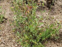 Halimium alyssoides, overzicht, PenedaGeres