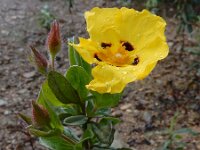 Halimium halimifolium 14, Saxifraga-Ed Stikvoort