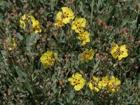 Halimium halimifolium 2, Saxifraga-Jan van der Straaten