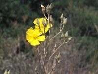 Halimium halimifolium 4, Saxifraga-Inigo Sanchez