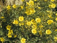 Halimium halimifolium 6, Saxifraga-Jan van der Straaten