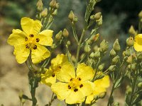 Halimium halimifolium 7, Saxifraga-Jan van der Straaten