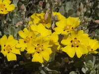 Halimium halimifolium 9 Saxifraga-Willem van Kruijsbergen