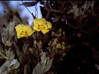 Halimium ocymoides 2, Saxifraga-Rutger Barendse