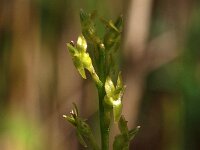 Hammarbya paludosa 10, Veenmosorchis, Saxifraga-Hans Dekker