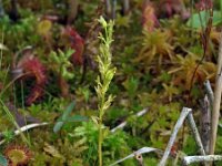 Hammarbya paludosa 11, Veenmosorchis, Saxifraga-Hans Dekker