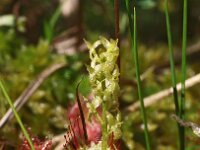 Hammarbya paludosa 12, Veenmosorchis, Saxifraga-Hans Dekker