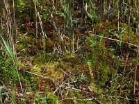 Hammarbya paludosa 13, Veenmosorchis, Saxifraga-Hans Dekker