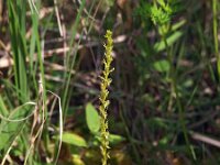 Hammarbya paludosa 15, Veenmosorchis, Saxifraga-Hans Dekker