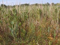 Hammarbya paludosa 16, Veenmosorchis, Saxifraga-Hans Dekker