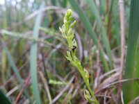 Hammarbya paludosa 21, Veenmosorchis, Saxifraga-Rutger Barendse