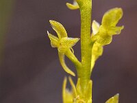 Hammarbya paludosa 24, Veenmosorchis, Saxifraga-Hans Dekker