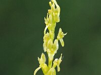 Hammarbya paludosa 28, Veenmosorchis, Saxifraga-Hans Dekker