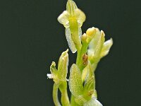 Hammarbya paludosa 32, Veenmosorchis, Saxifraga-Hans Dekker