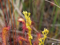 Hammarbya paludosa 35, Veenmosorchis, Saxifraga-Hans Dekker
