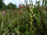 Hammarbya paludosa 38, Veenmosorchis, Saxifraga-Mark Zekhuis