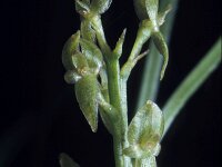 Hammarbya paludosa 4, Veenmosorchis, Saxifraga-Hans Dekker