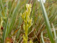 Hammarbya paludosa 43, Veenmosorchis, Saxifraga-Ed Stikvoort