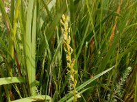 Hammarbya paludosa 44, Veenmosorchis, Saxifraga-Ed Stikvoort