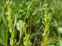 Hammarbya paludosa 52, Veenmosorchis, Saxifraga-Hans Grotenhuis