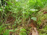 Hammarbya paludosa 53, Veenmosorchis, Saxifraga-Hans Grotenhuis