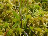 Hammarbya paludosa 56, Veenmosorchis, Saxifraga-Hans Grotenhuis