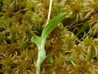 Hammarbya paludosa 57, Veenmosorchis, Saxifraga-Hans Grotenhuis